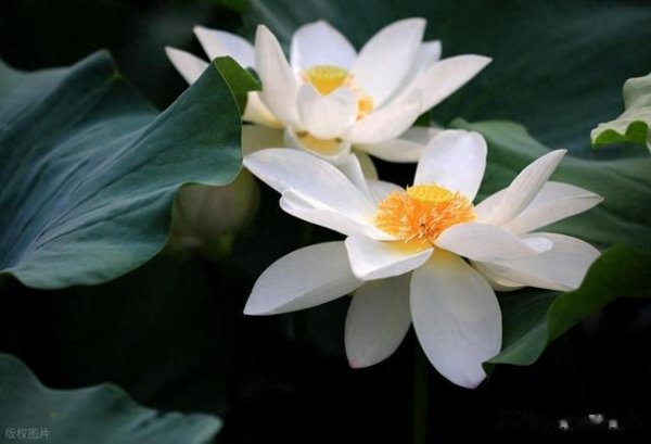 财富之家配资平台 如何从亏损46万到赚860万, 坚持一招“锤子线买进, 上吊线卖出”